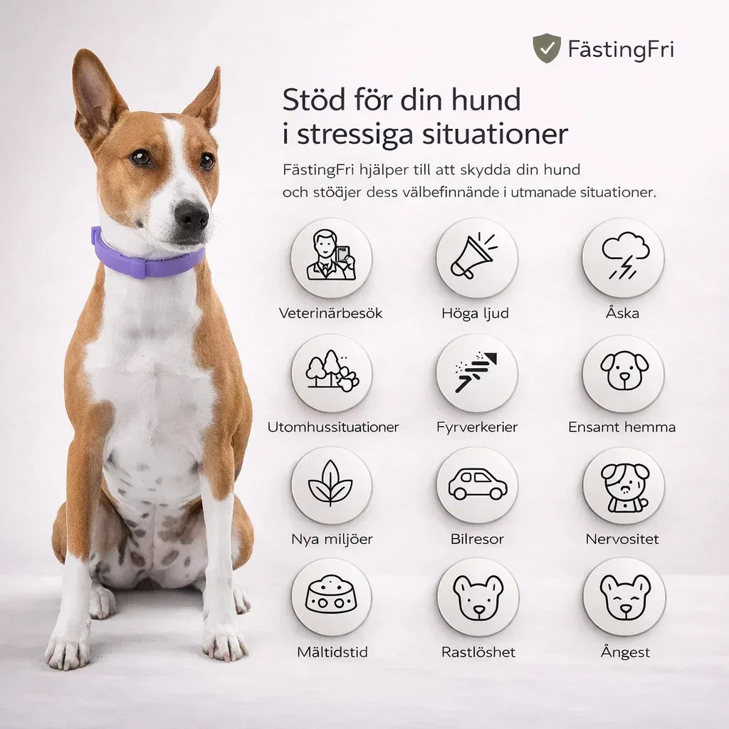 FästingFri – Skydd som håller din hund trygg utomhus