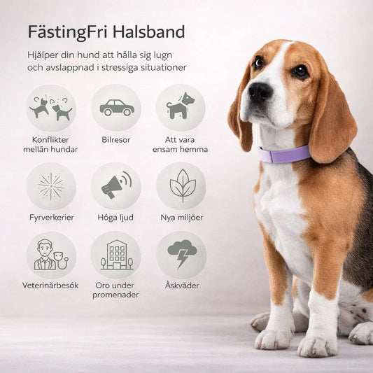 FästingFri – Skydd som håller din hund trygg utomhus